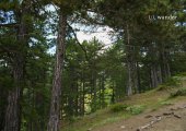 Inside the forest in Voskopoja