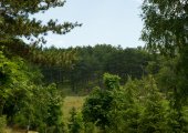 Forest in Voskopoja