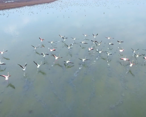 Karavasta Lagoon